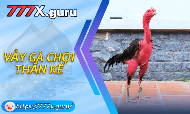 Vảy gà chọi thần kê